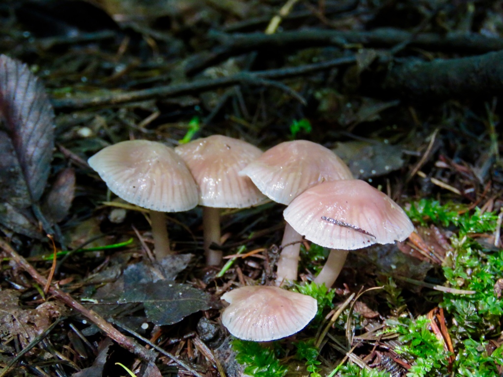 別荘地のキノコ２