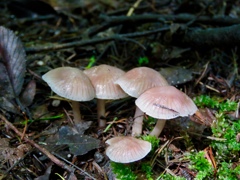 別荘地のキノコ２