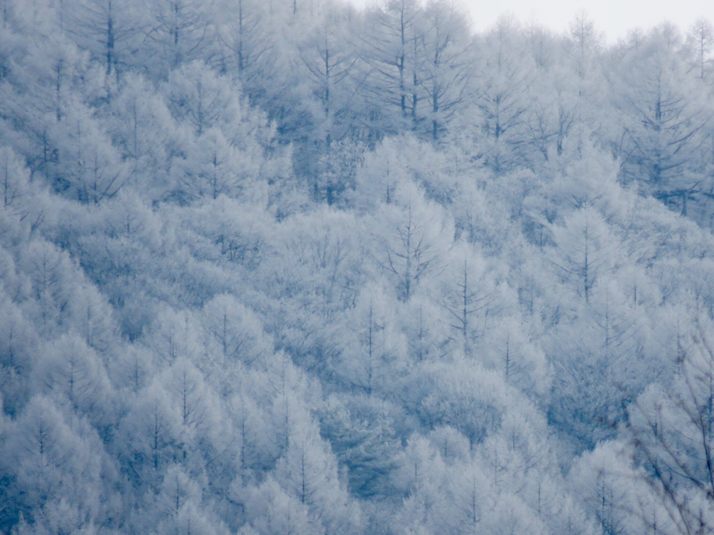 今朝の離山