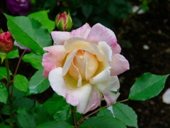 庭のバラ7