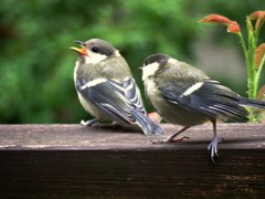 若鳥2羽