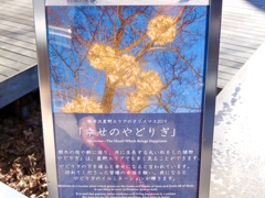 ハルニレテラス