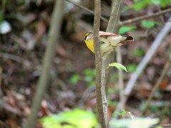 キビタキの雄? キビタキの雄?