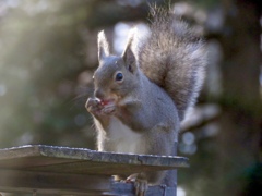 落花生を食べる