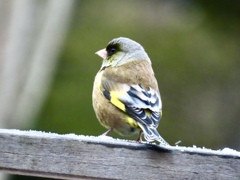 雪の中のカワラヒワ