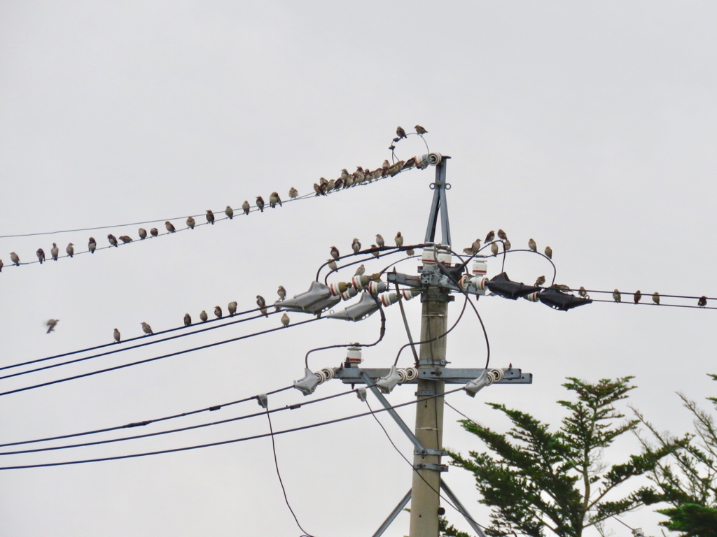 この鳥は？