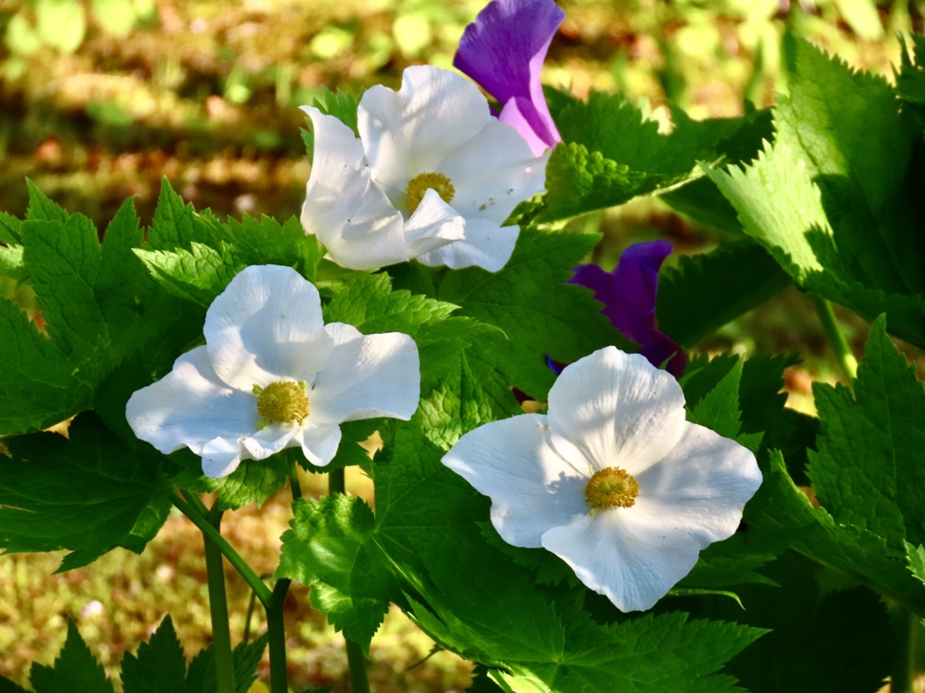 シラネアオイ白花