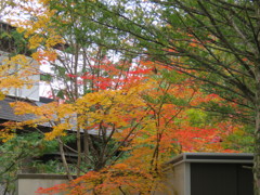 近所の紅葉7