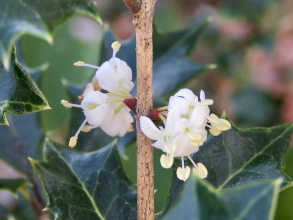 柊の花