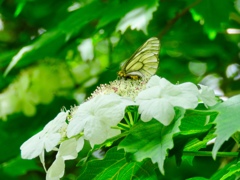 カンボクの花とウスバシロチョウ
