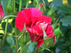 今、庭に咲いているバラ２