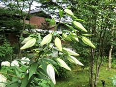 庭のヤマユリ