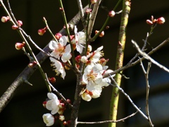 梅の花