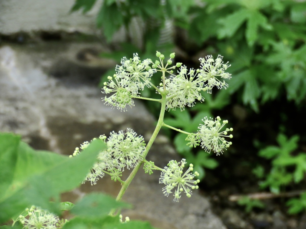 ウドの花