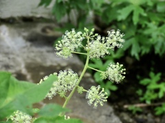 ウドの花