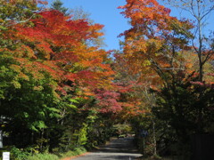 紅葉のトンネル