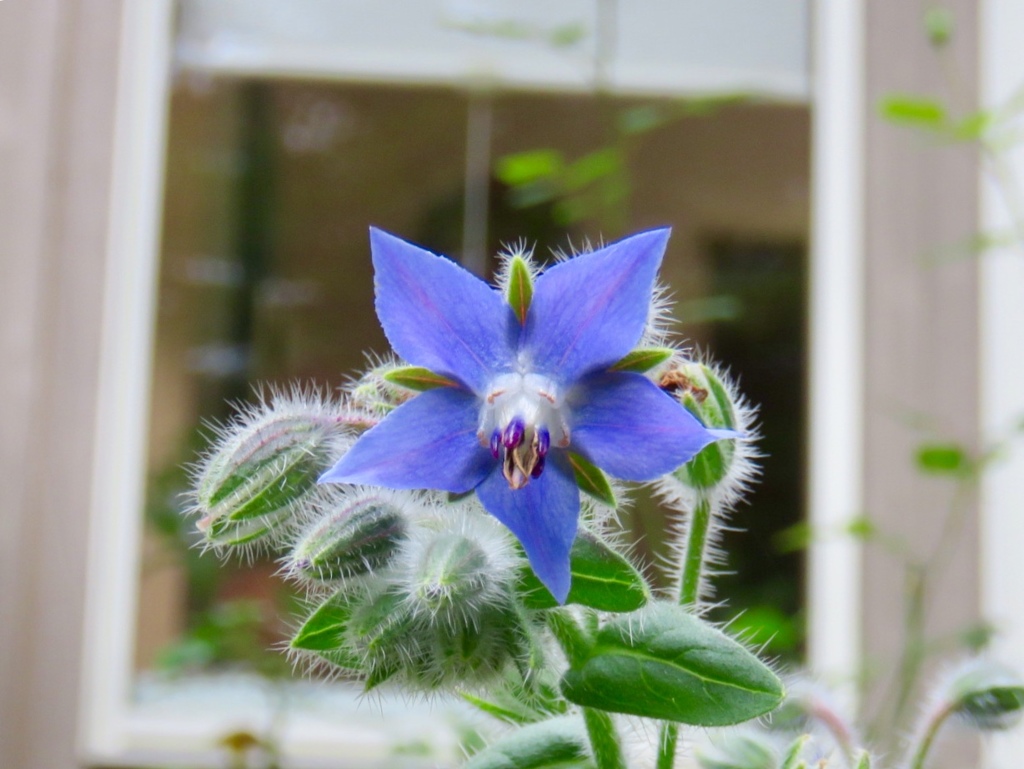 まだ咲いている2