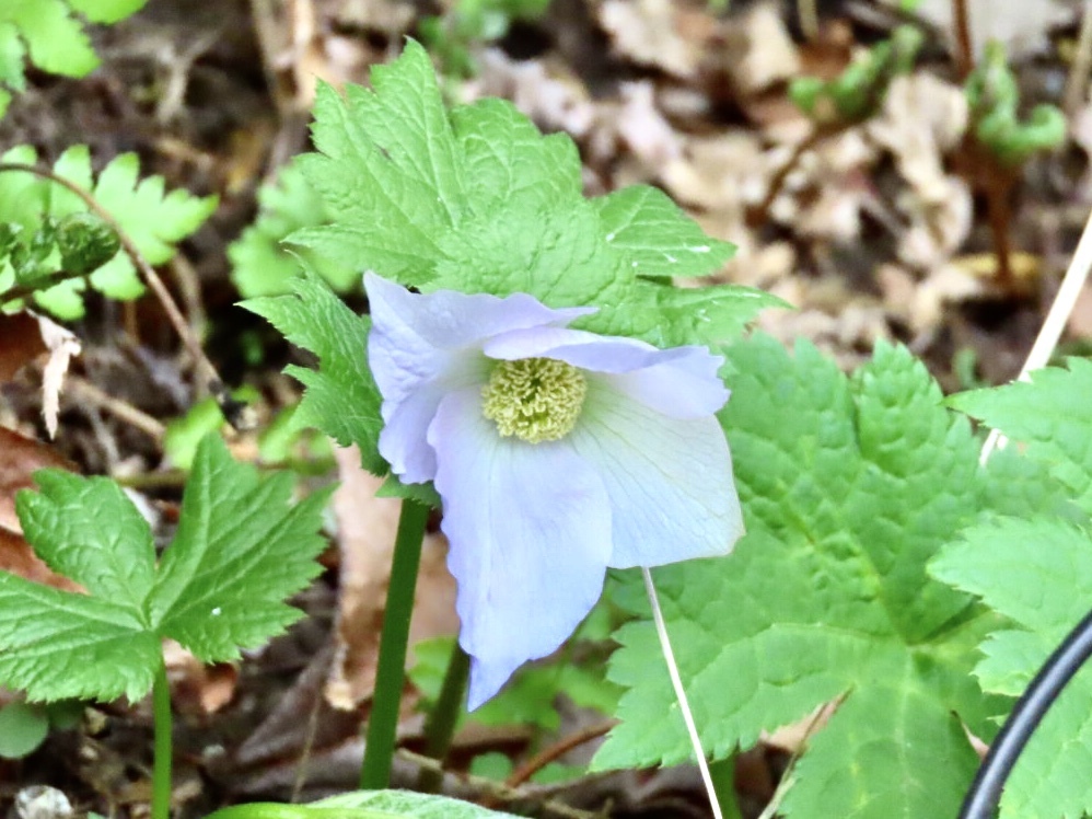 シラネアオイ白花