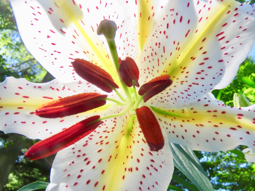花芯