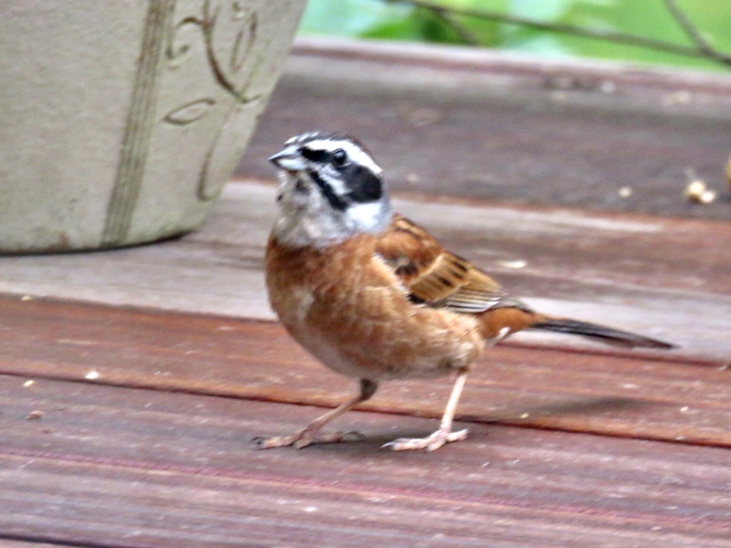 デッキにやってきた