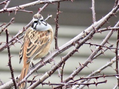 トゲトゲの枝に