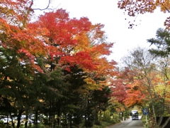 星野温泉エリアの紅葉4