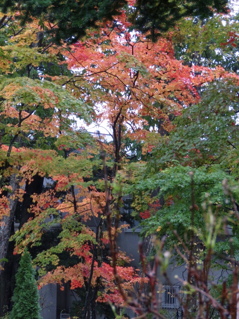 雨の中の紅葉