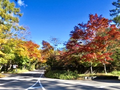 今日の紅葉2