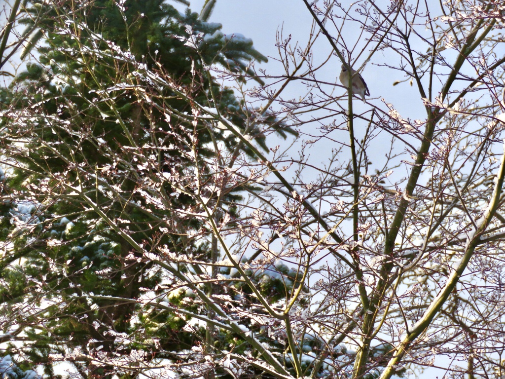 朝日を受けて