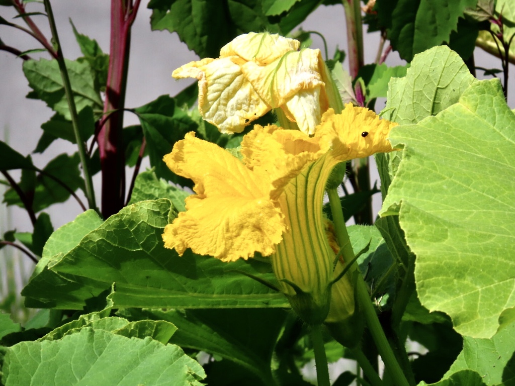 カボチャの花