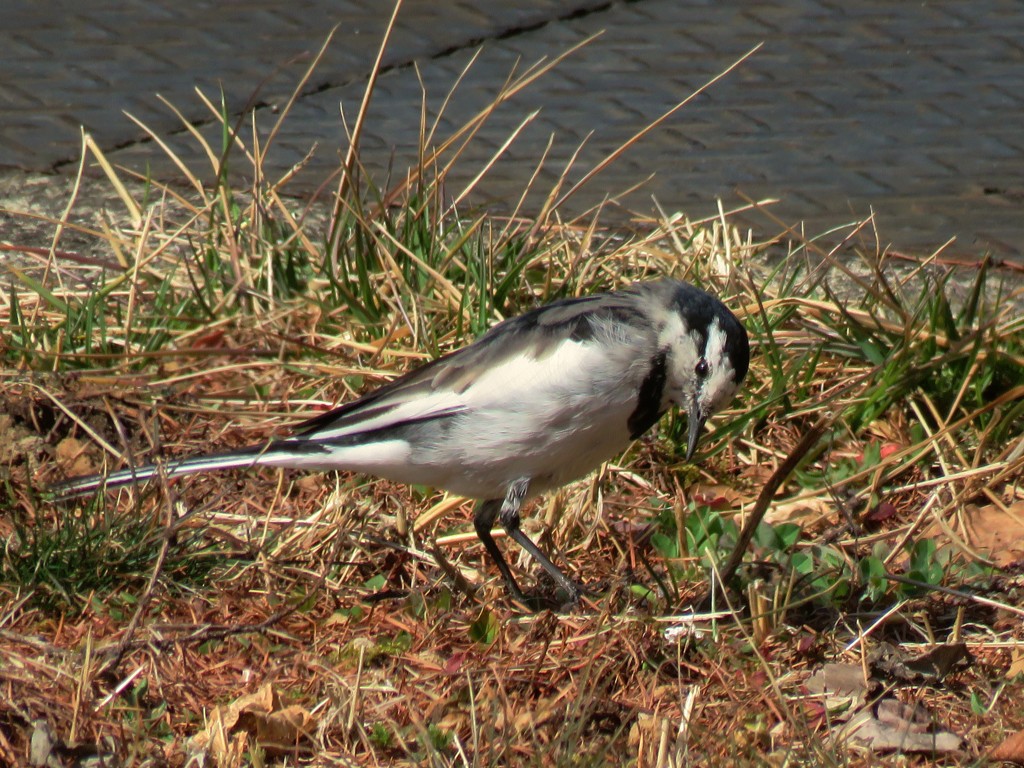ハクセキレイ♂