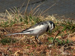 ハクセキレイ♂