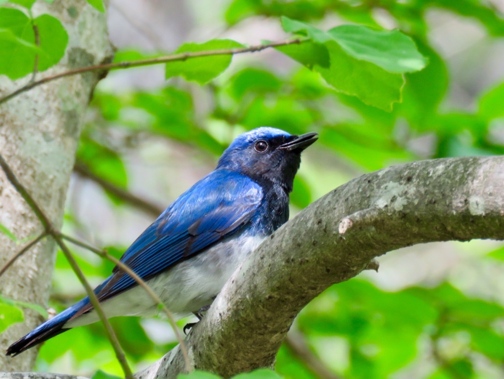 今日も出会った１