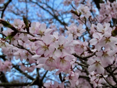 近所の公園の桜4
