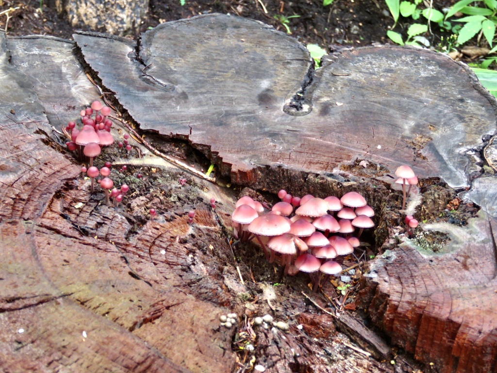 切り株とキノコ