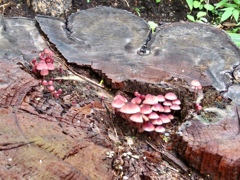 切り株とキノコ