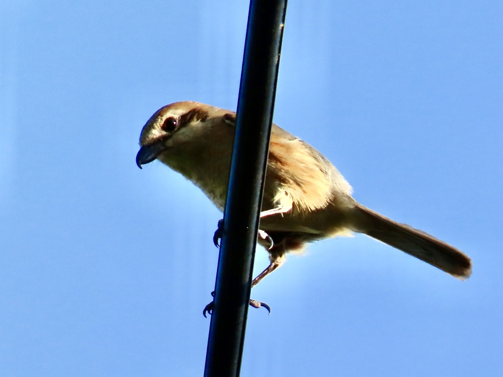 モズの若鳥