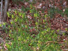 黄色いぺんぺん草