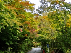 村民食堂前の紅葉