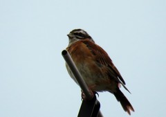 ＴＶアンテナの上で