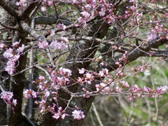 軽井沢の桜6