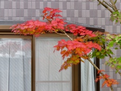 真っ赤なモミジ