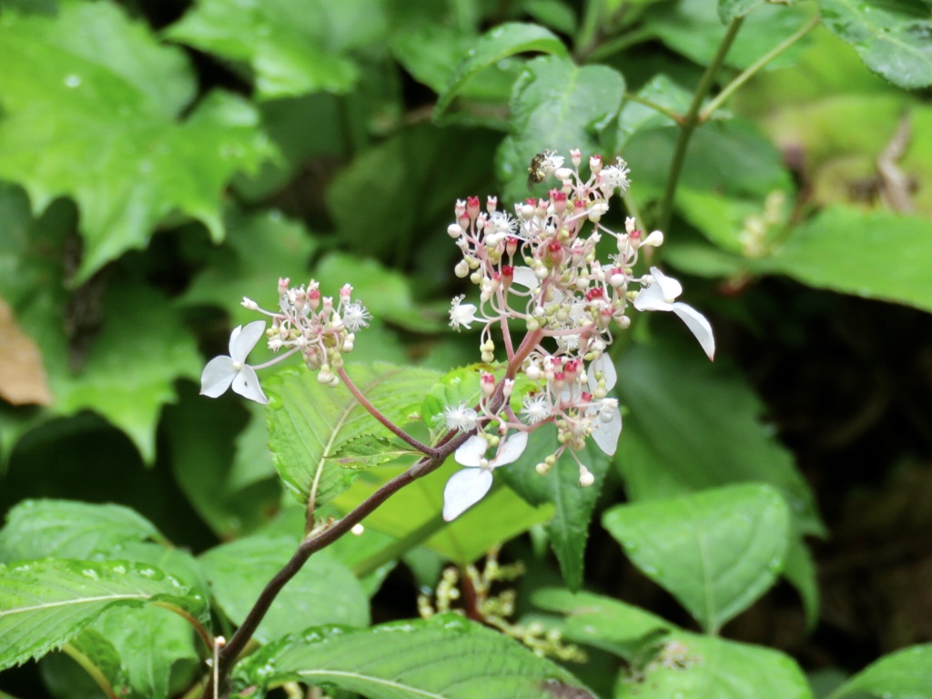 この花は？