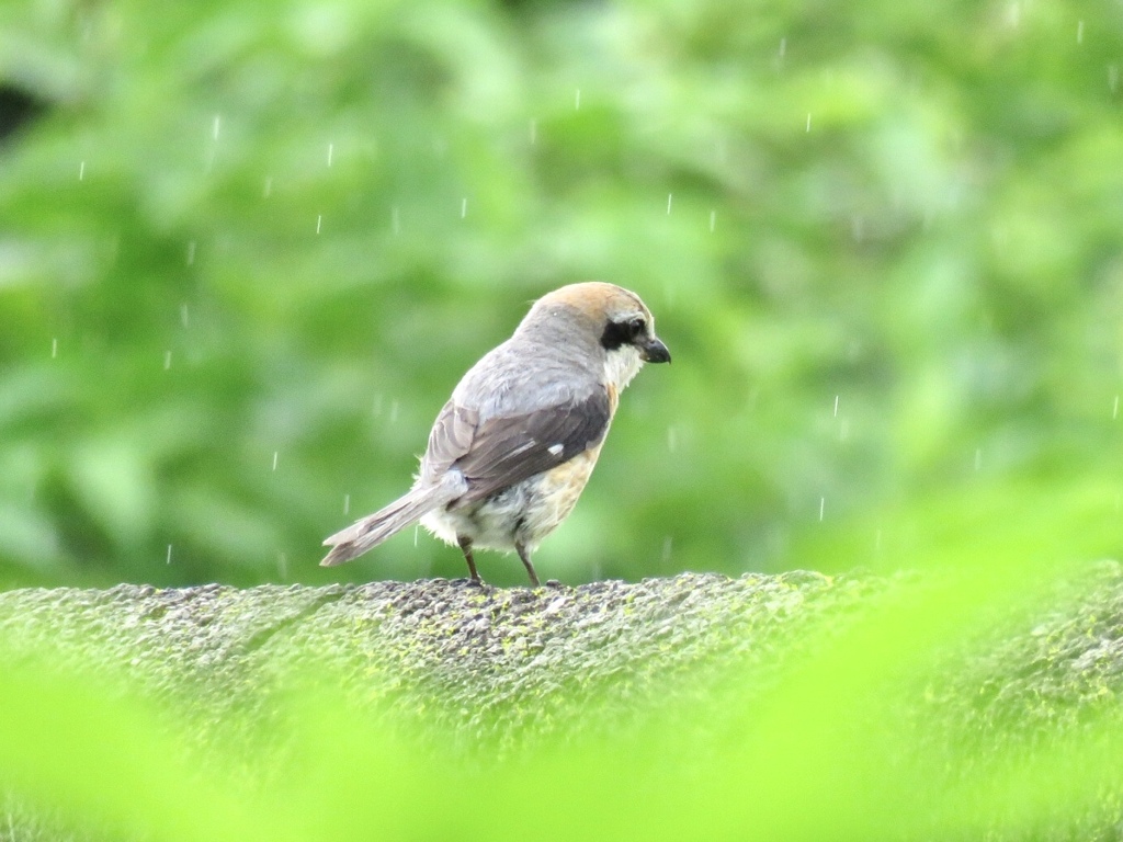 霧雨の中