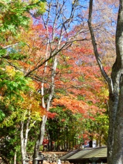 長倉神社の紅葉5