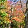 長倉神社の紅葉5