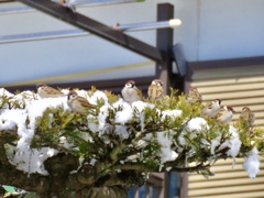 雪と野鳥5