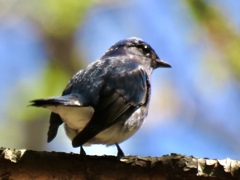 幸せの青い鳥