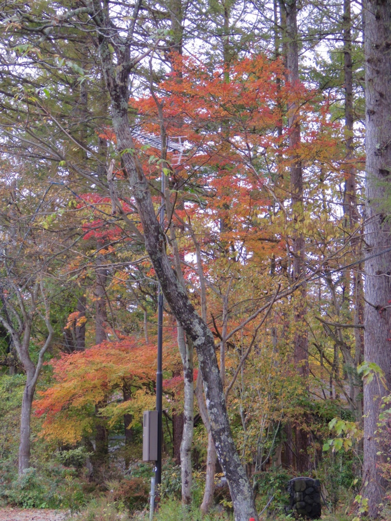 別荘の紅葉