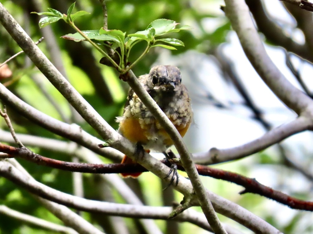ジョウビタキ若鳥3